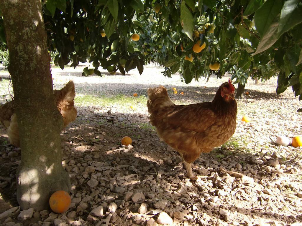 Agroturisme Perola - Only Adults Llucmajor  Zewnętrze zdjęcie